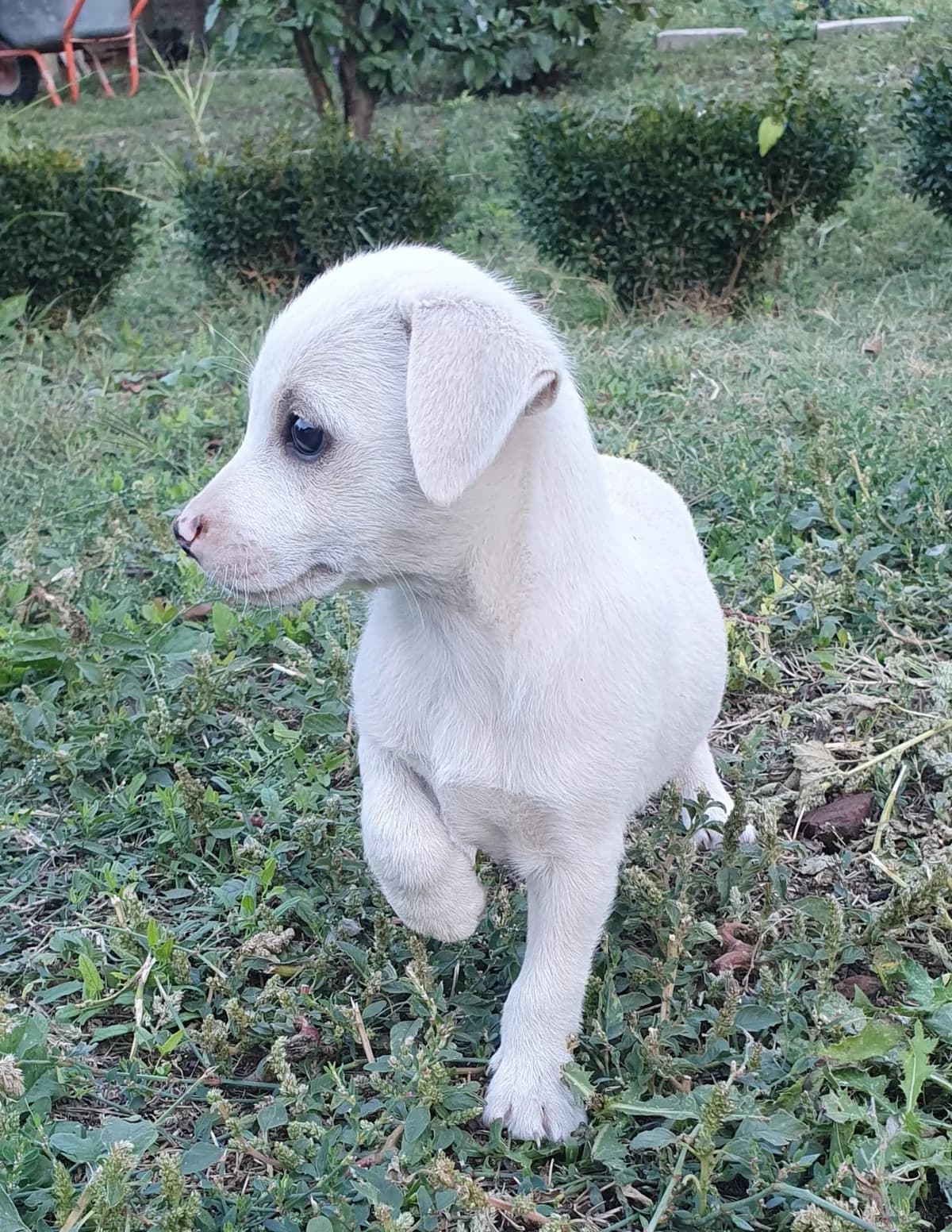 Maurice, male puppy Mixed Breed for adoption at Tierschutzverein Labus Family e.V.
