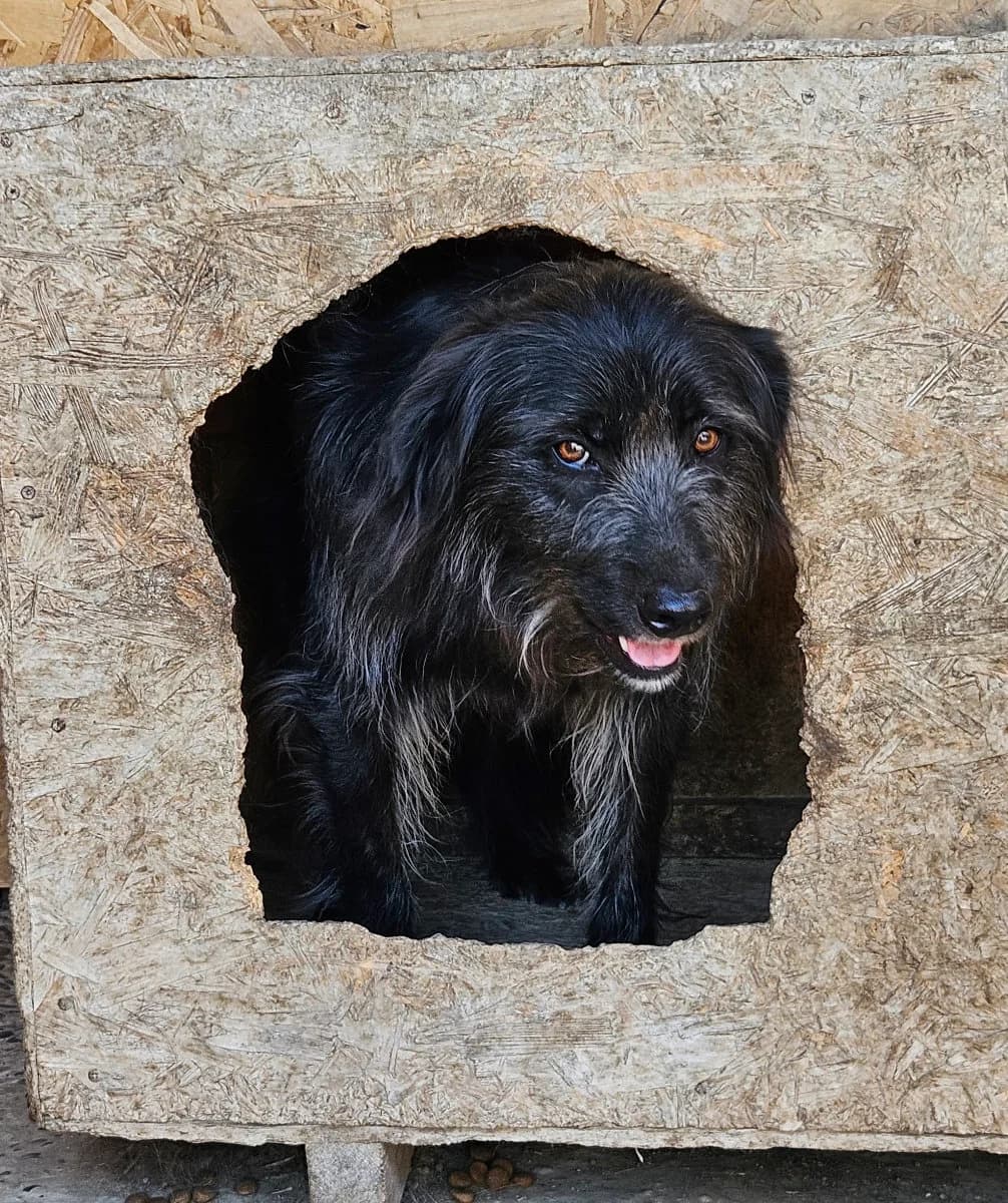 Maxi, male 4yo Mixed Breed for adoption at Tierschutzverein Labus Family e.V.