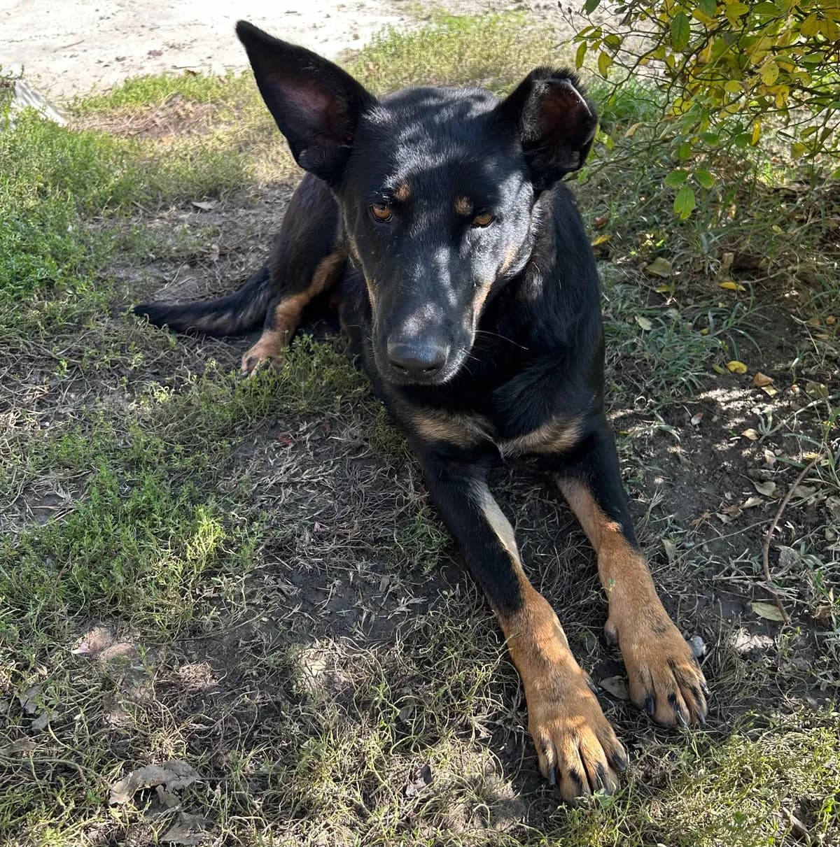 Maya, female 3yo Mixed Breed for adoption at Tierschutzverein Labus Family e.V.