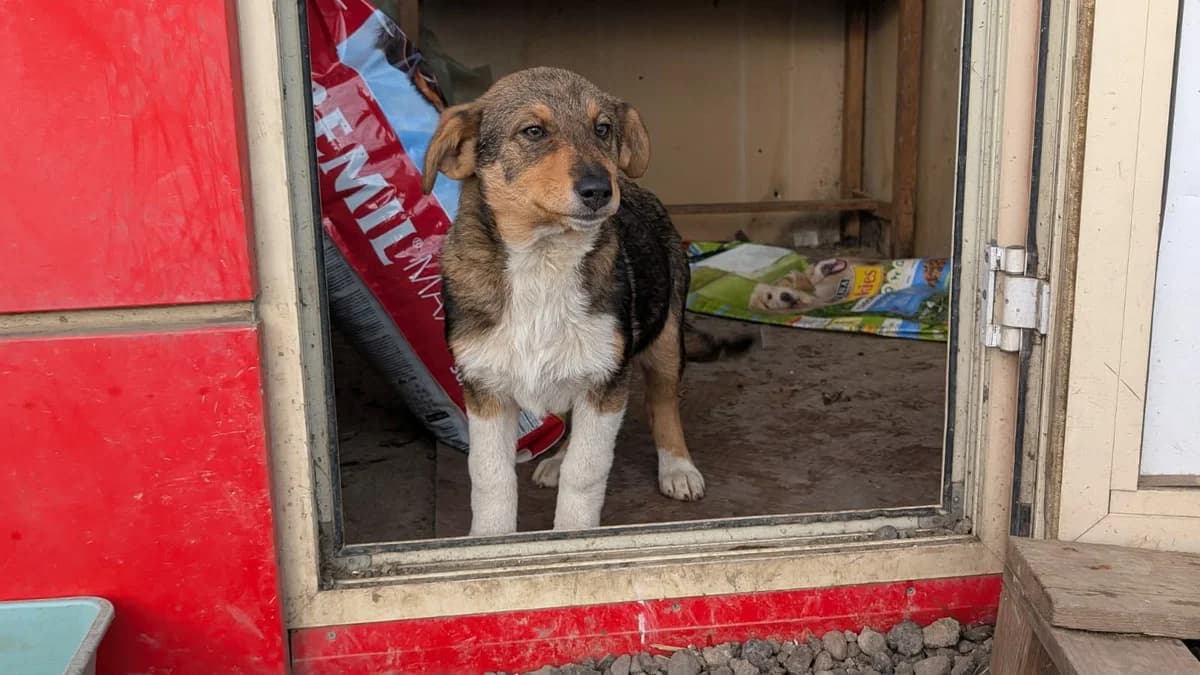 Mayli, female puppy Mixed Breed for adoption at Tierschutzverein Labus Family e.V.