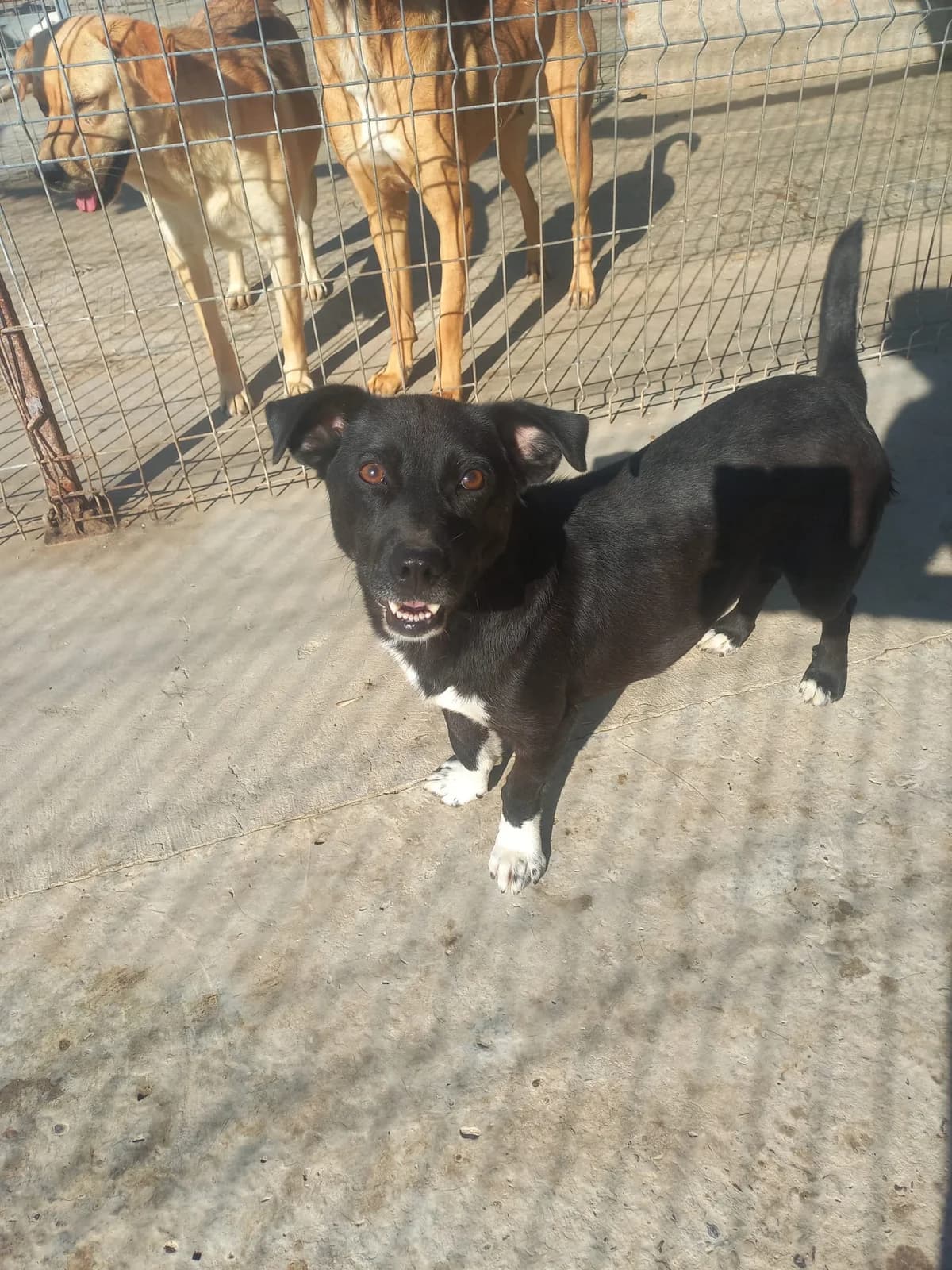 Merlin, male 5yo Mixed Breed for adoption at Tierschutzverein Labus Family e.V.