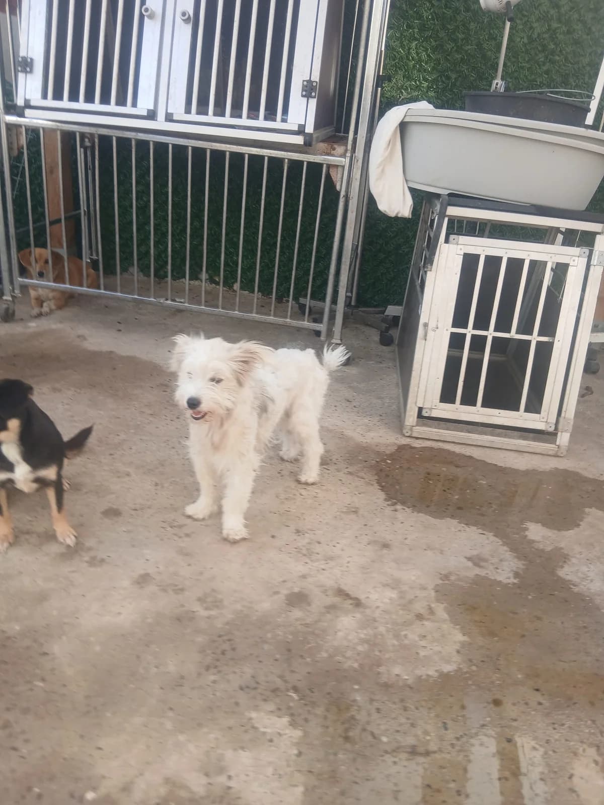 Mijou, female young Mixed Breed for adoption at Tierschutzverein Labus Family e.V.