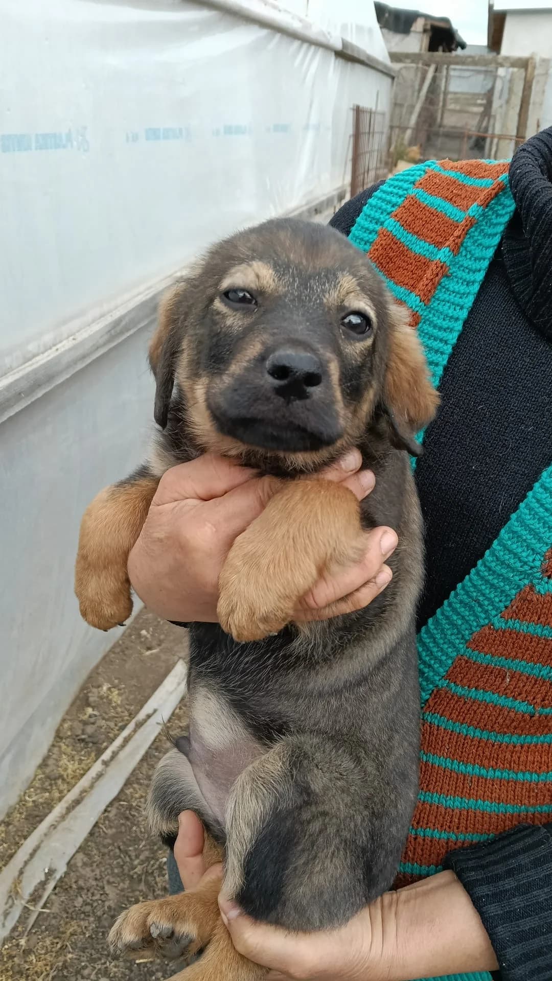 Mikado, male puppy Mixed Breed for adoption at Tierschutzverein Labus Family e.V.