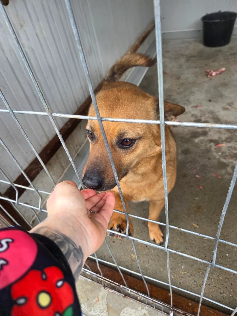 Milow, male 3yo Mixed Breed for adoption at Tierschutzverein Labus Family e.V.