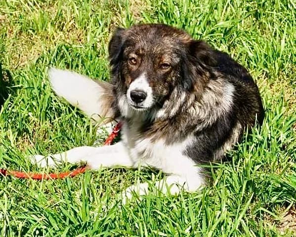 Mira, female 5yo Mixed Breed for adoption at Tierschutzverein Labus Family e.V.
