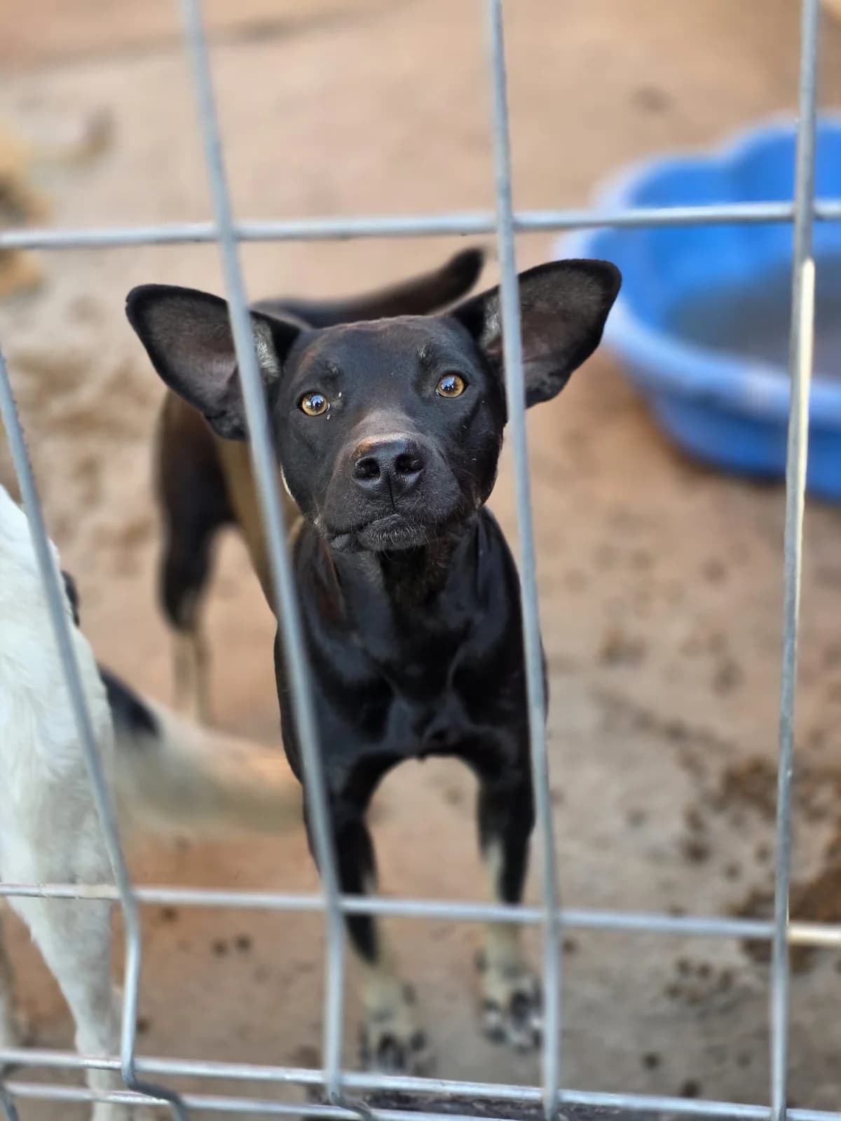Mischu, male young Mixed Breed for adoption at Tierschutzverein Labus Family e.V.