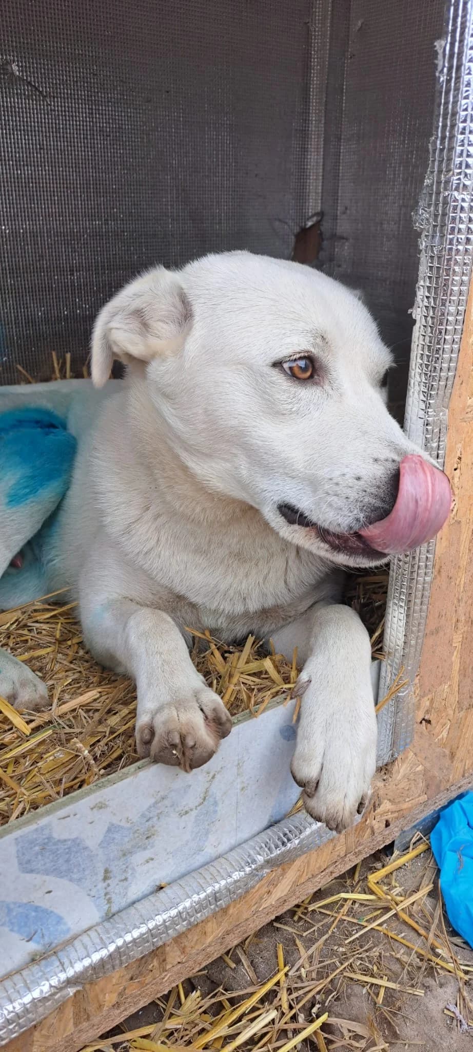 Mochi, male young Mixed Breed for adoption at Tierschutzverein Labus Family e.V.