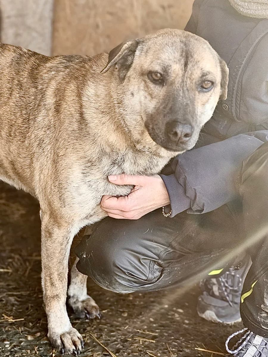 Moffi, female 5yo Mixed Breed for adoption at Tierschutzverein Labus Family e.V.