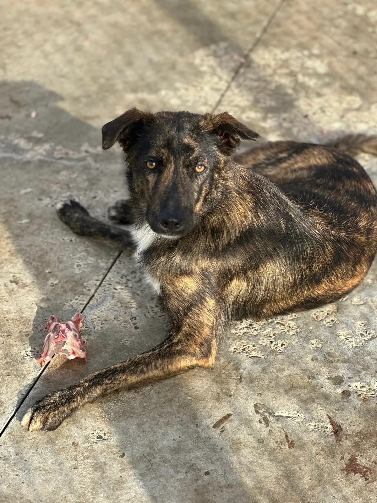 Molly, female 3yo Mixed Breed for adoption at Tierschutzverein Labus Family e.V.