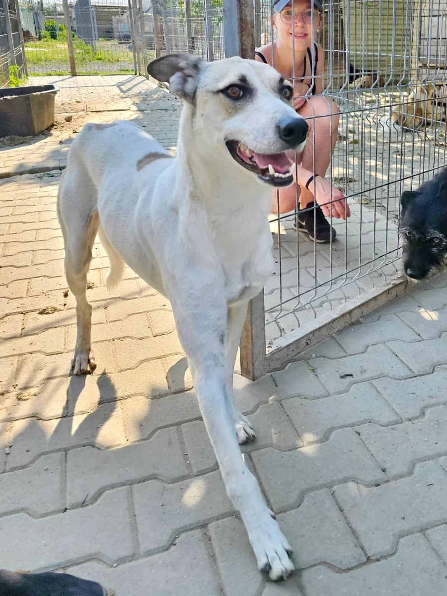Monty, male 5yo Mixed Breed for adoption at Tierschutzverein Labus Family e.V.