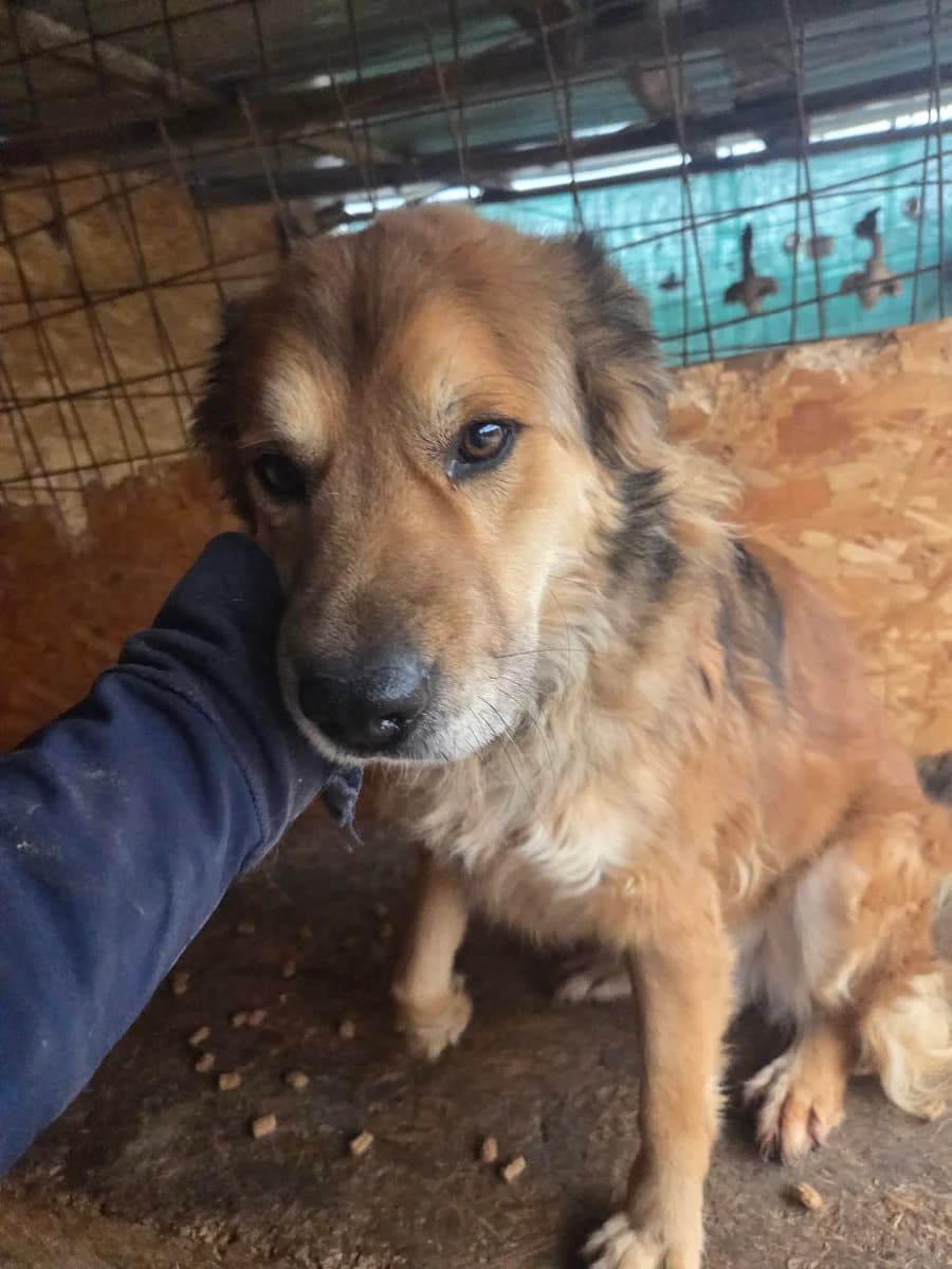 Mufasa, male 7yo Mixed Breed for adoption at Tierschutzverein Labus Family e.V.
