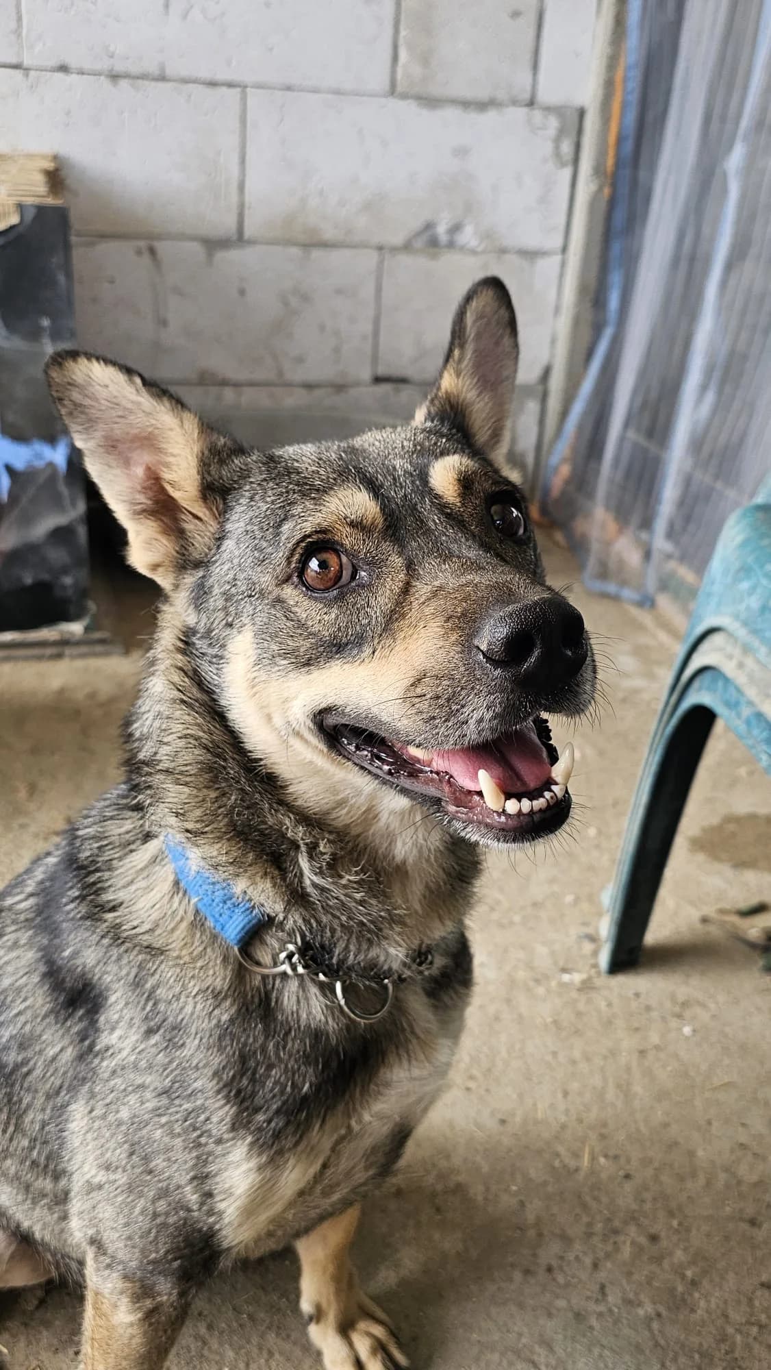 Nacho, male 4yo Mixed Breed for adoption at Tierschutzverein Labus Family e.V.