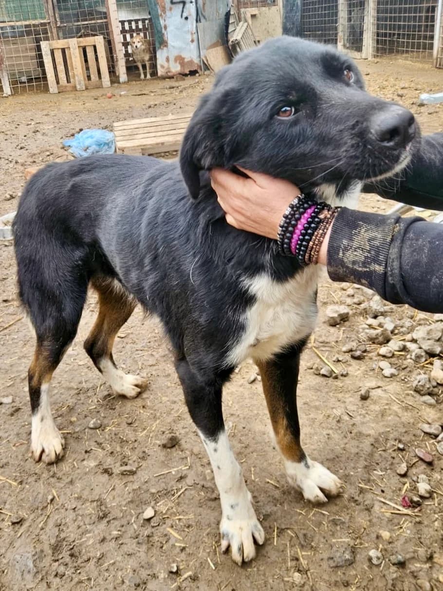Nafti, male 4yo Mixed Breed for adoption at Tierschutzverein Labus Family e.V.