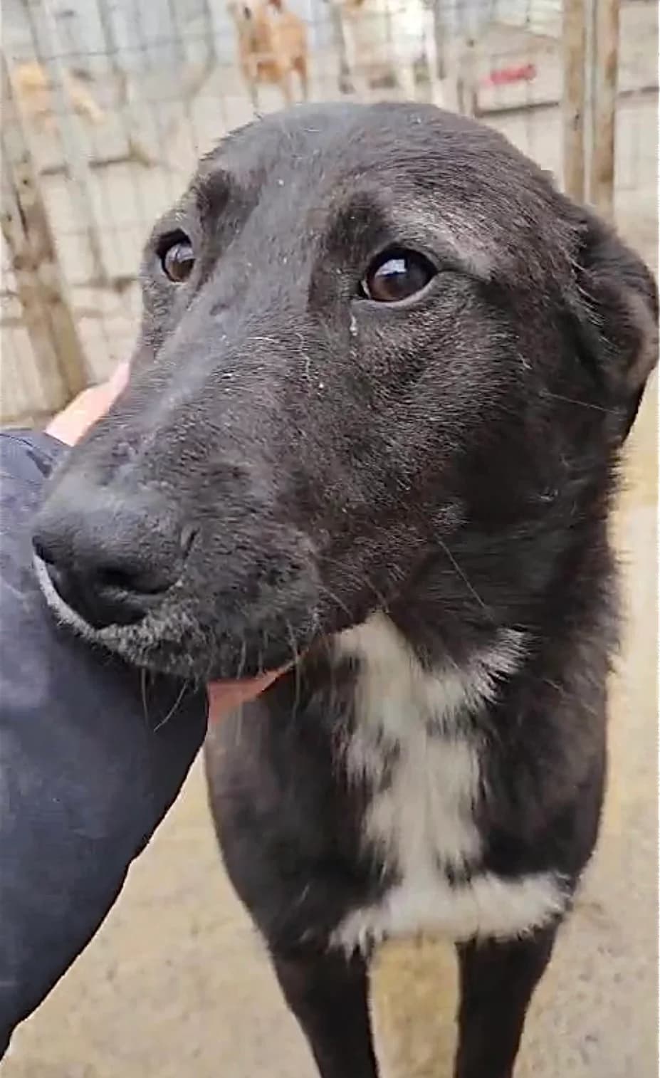 Nala Su, female young Mixed Breed for adoption at Tierschutzverein Labus Family e.V.