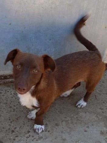 Nanni, female 4yo Mixed Breed for adoption at Tierschutzverein Labus Family e.V.