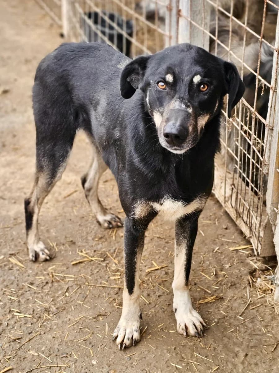 Natascha, female 4yo Mixed Breed for adoption at Tierschutzverein Labus Family e.V.