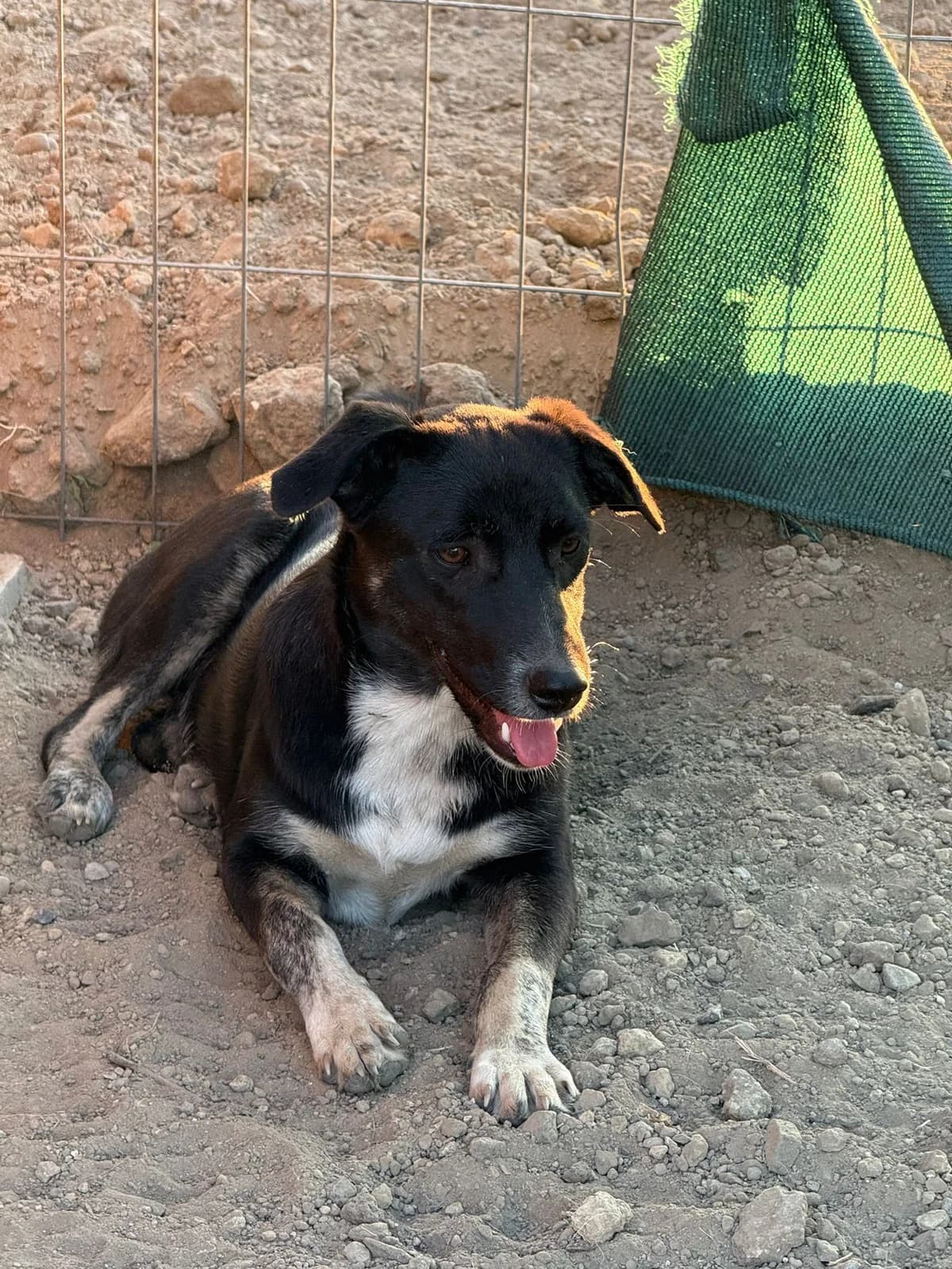 Negruta, female young Mixed Breed for adoption at Tierschutzverein Labus Family e.V.