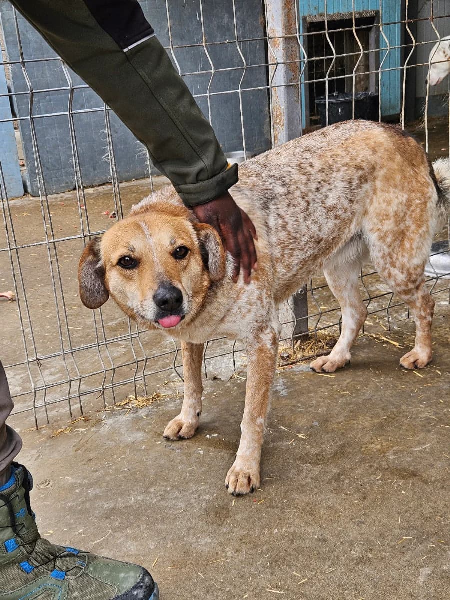 Nele, female 4yo Mixed Breed for adoption at Tierschutzverein Labus Family e.V.