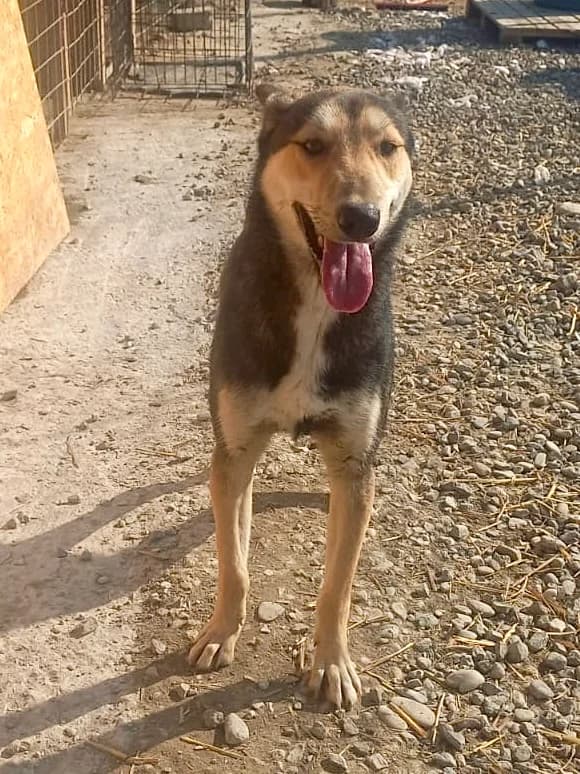 Nelson, male 4yo Mixed Breed for adoption at Tierschutzverein Labus Family e.V.