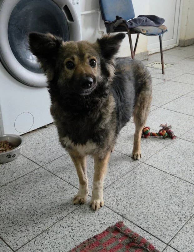 Nemi, female Mixed Breed for adoption at Tierschutzverein Labus Family e.V.