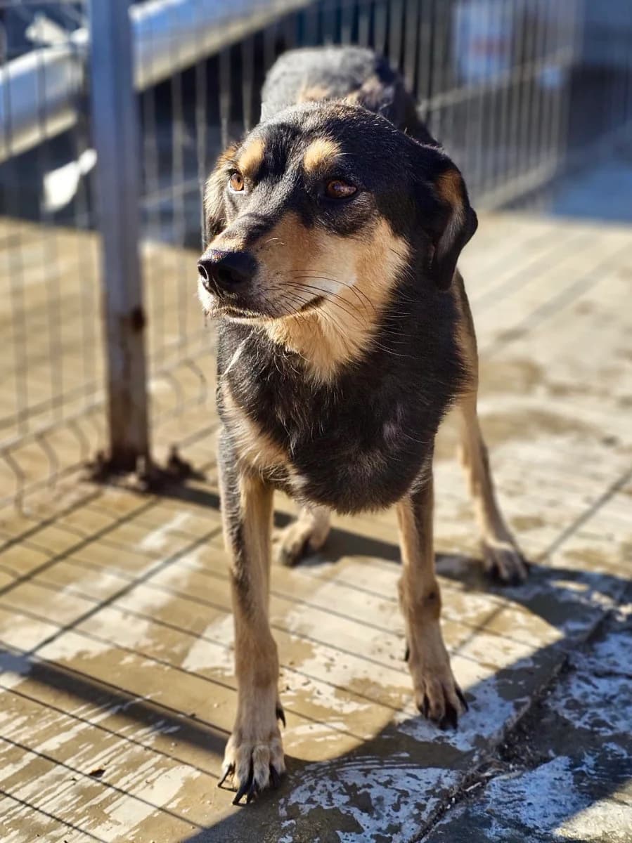 Netty, female 6yo Mixed Breed for adoption at Tierschutzverein Labus Family e.V.