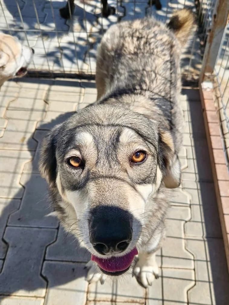 Neyla, female 7yo Mixed Breed for adoption at Tierschutzverein Labus Family e.V.