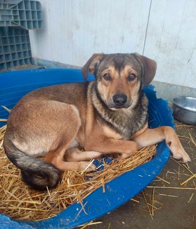 Nils, male 4yo Mixed Breed for adoption at Tierschutzverein Labus Family e.V.