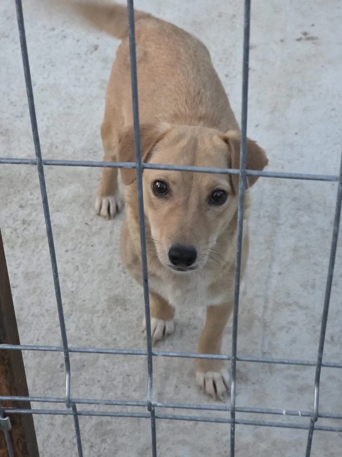 Nova, female young Mixed Breed for adoption at Tierschutzverein Labus Family e.V.