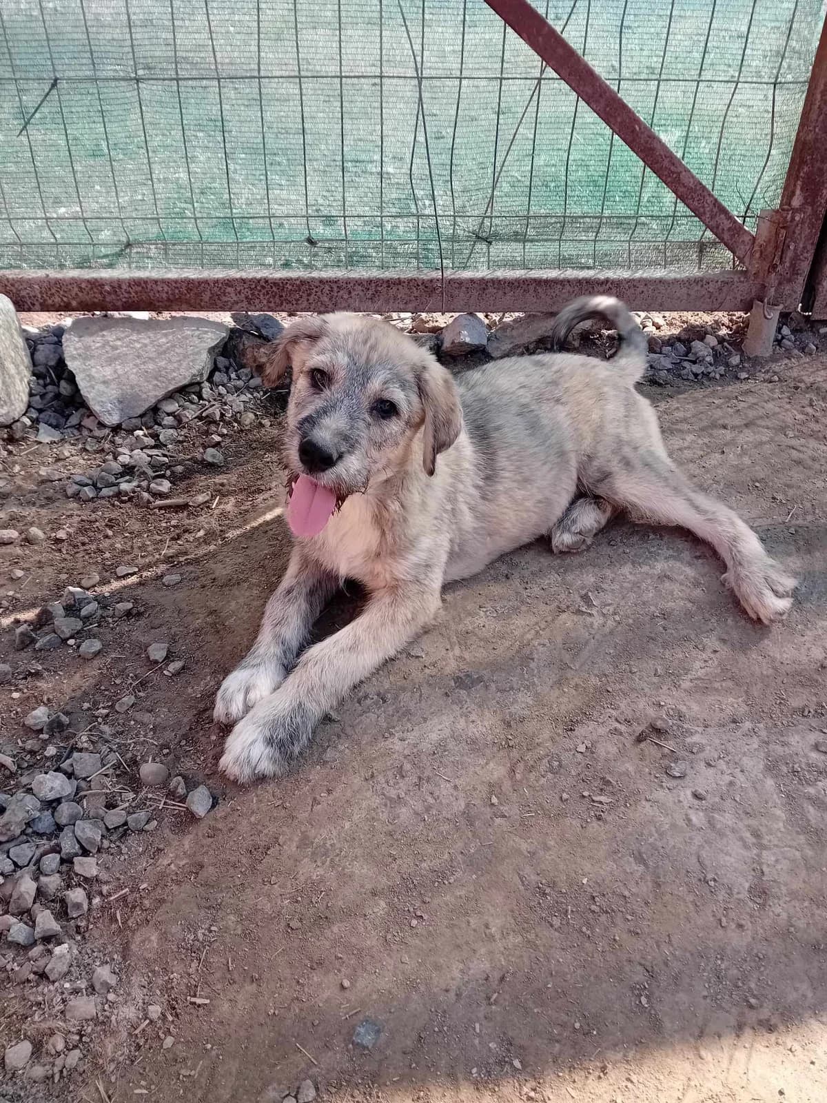 Olaf, male young Mixed Breed for adoption at Tierschutzverein Labus Family e.V.