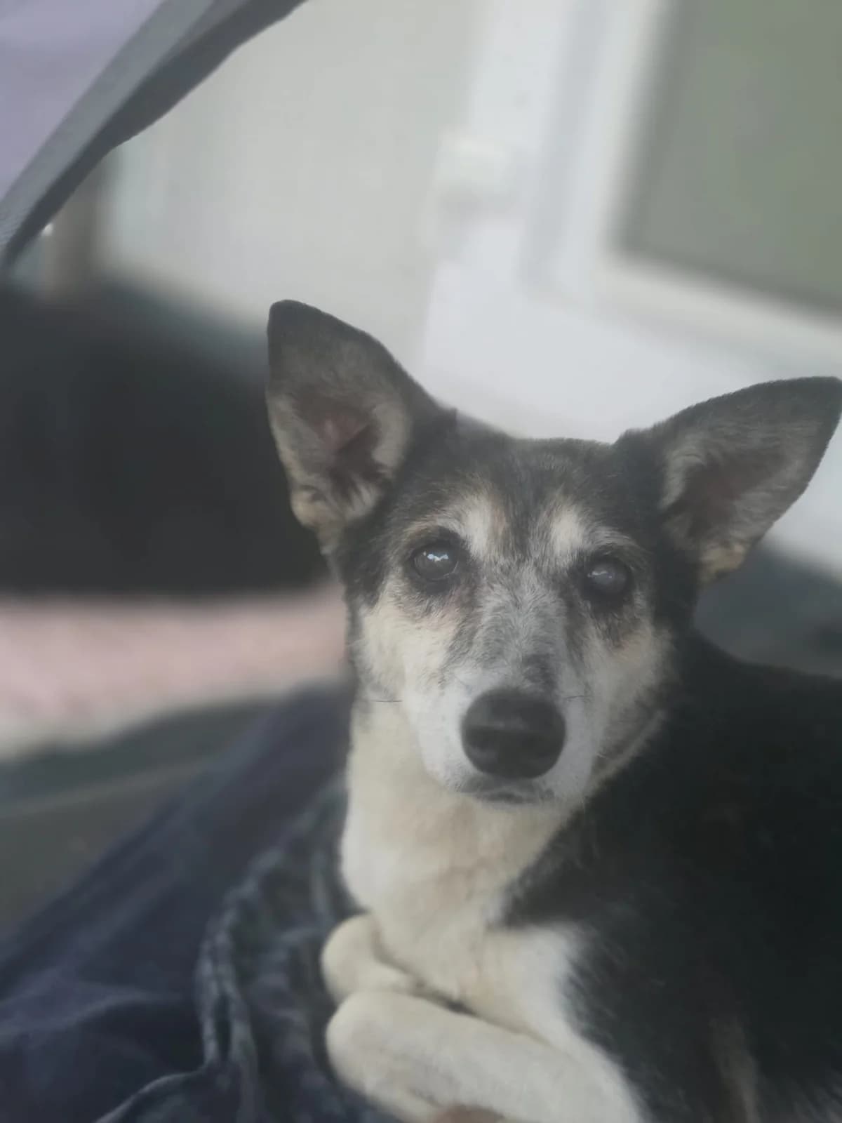 Oma Betty, female 6yo Mixed Breed for adoption at Tierschutzverein Labus Family e.V.