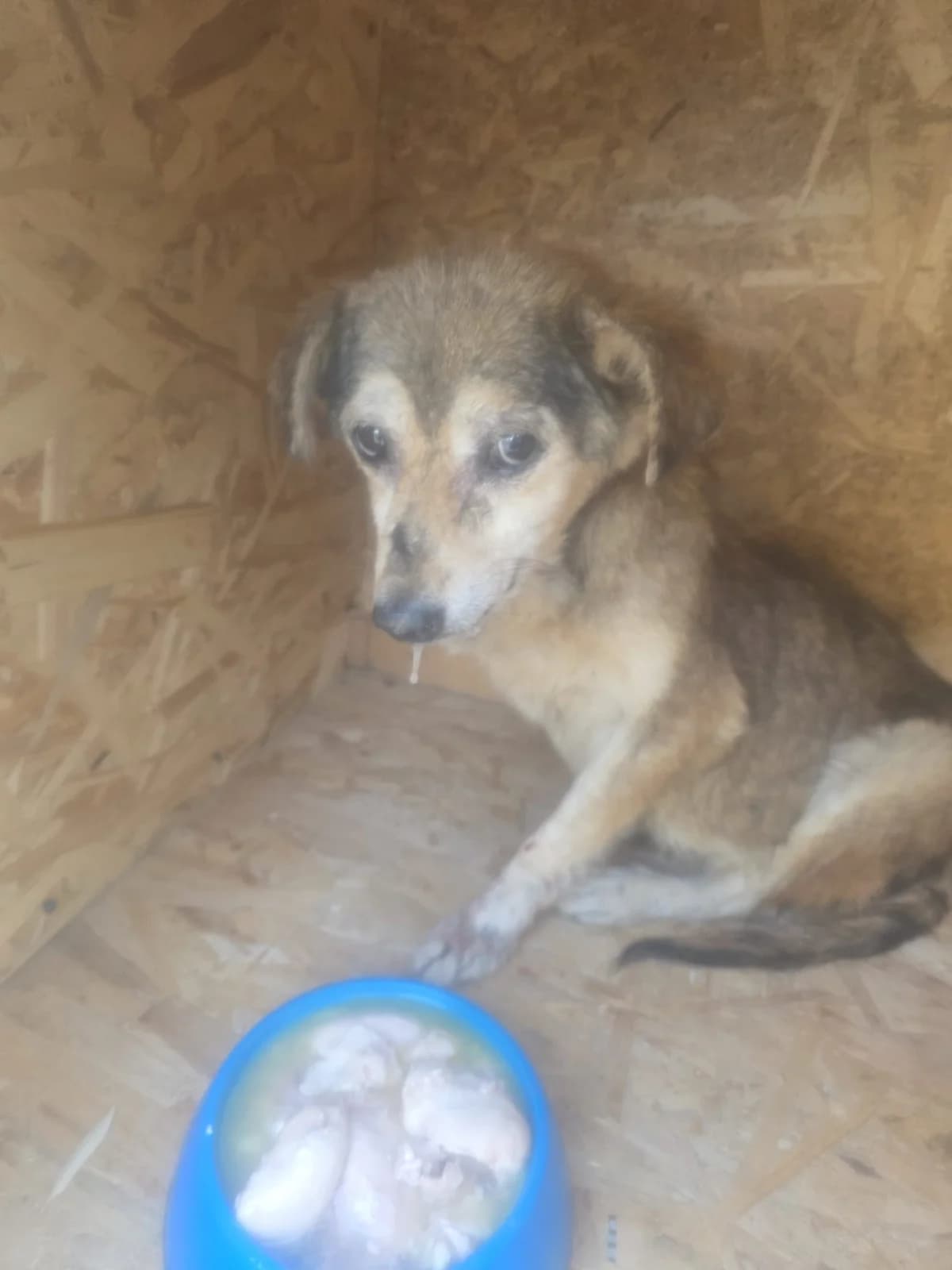 Oma Elli, female senior Mixed Breed for adoption at Tierschutzverein Labus Family e.V.