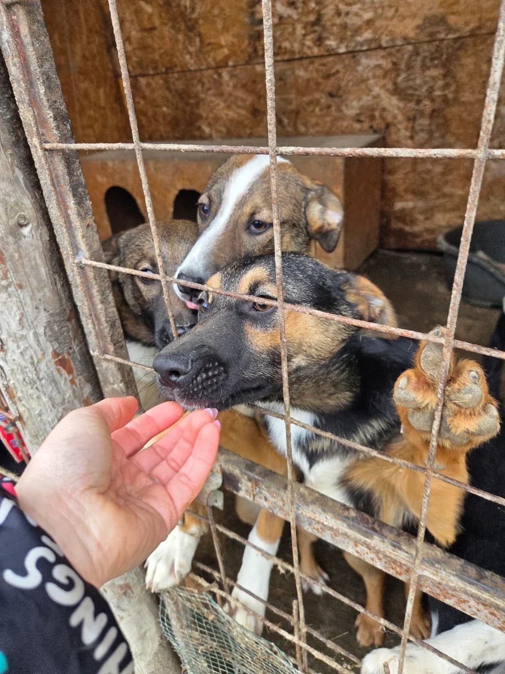Onyx, male puppy Mixed Breed for adoption at Tierschutzverein Labus Family e.V.