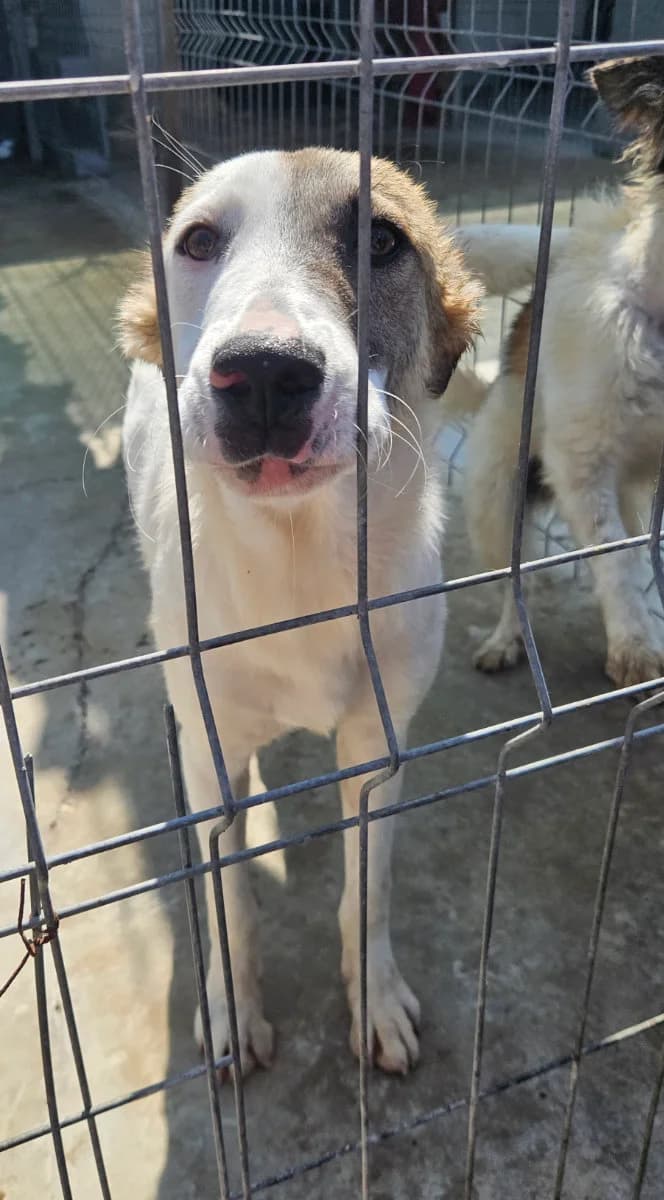 Pacco, male young Mixed Breed for adoption at Tierschutzverein Labus Family e.V.