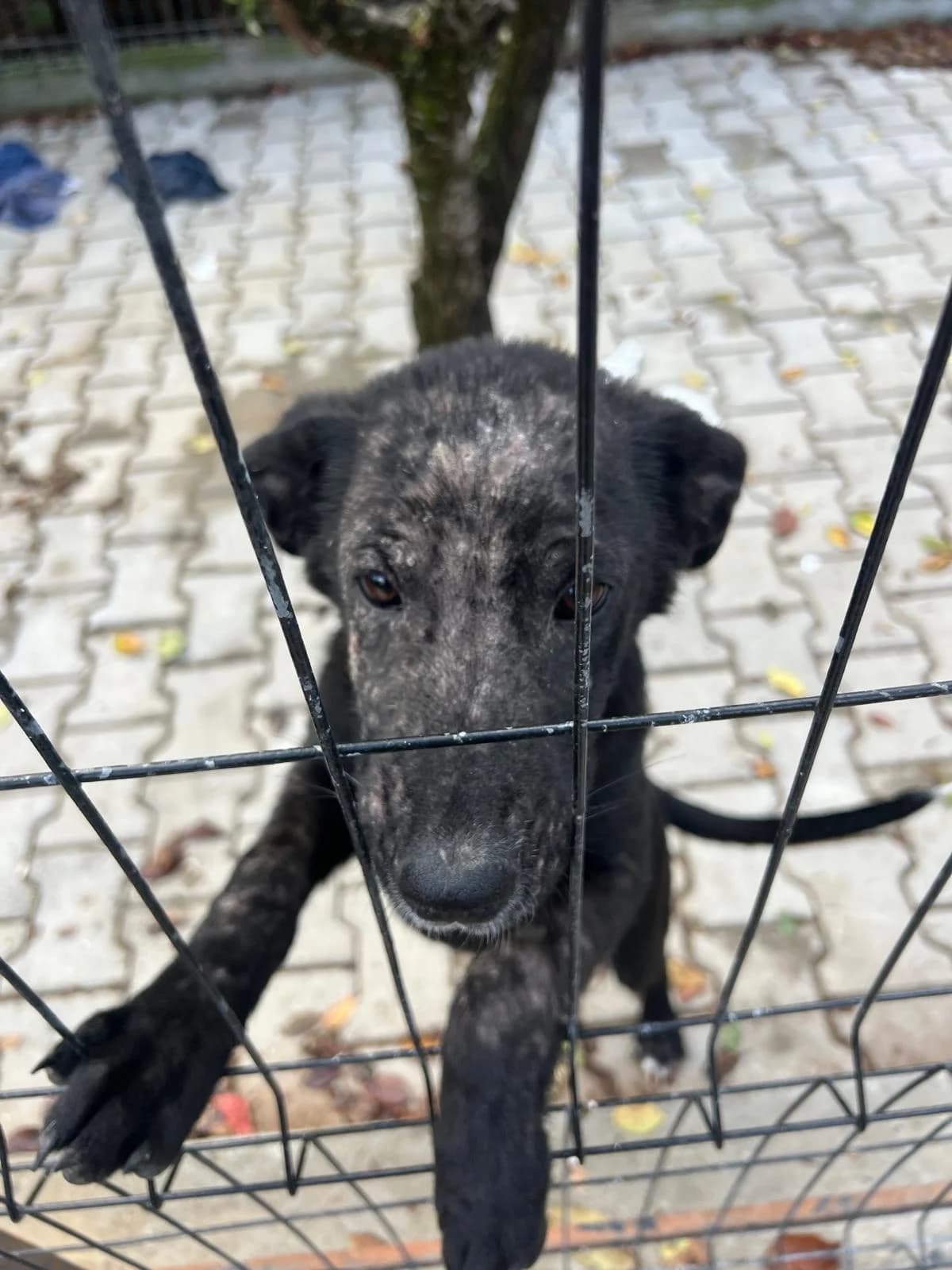 Pamy, female young Mixed Breed for adoption at Tierschutzverein Labus Family e.V.
