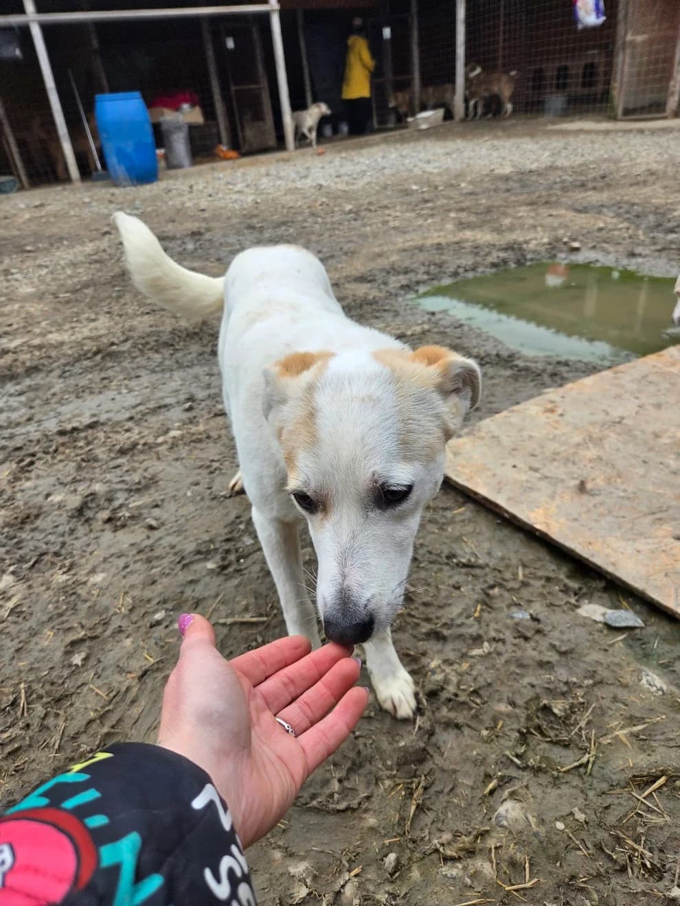 Pangea, female young Mixed Breed for adoption at Tierschutzverein Labus Family e.V.
