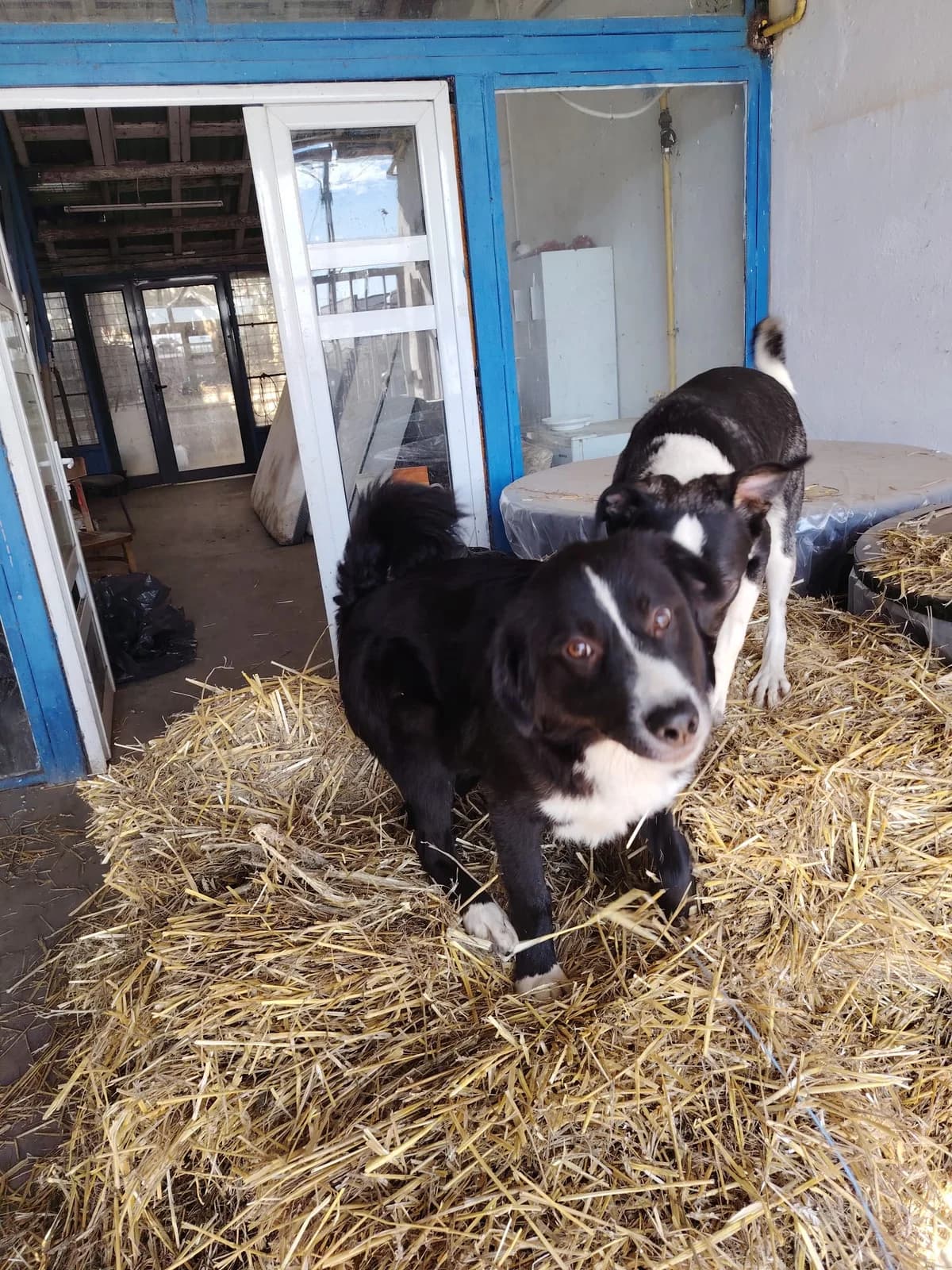Patches, male young Mixed Breed for adoption at Tierschutzverein Labus Family e.V.
