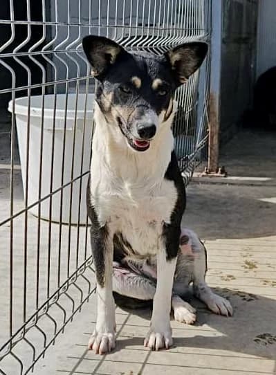 Peach, female young Mixed Breed for adoption at Tierschutzverein Labus Family e.V.
