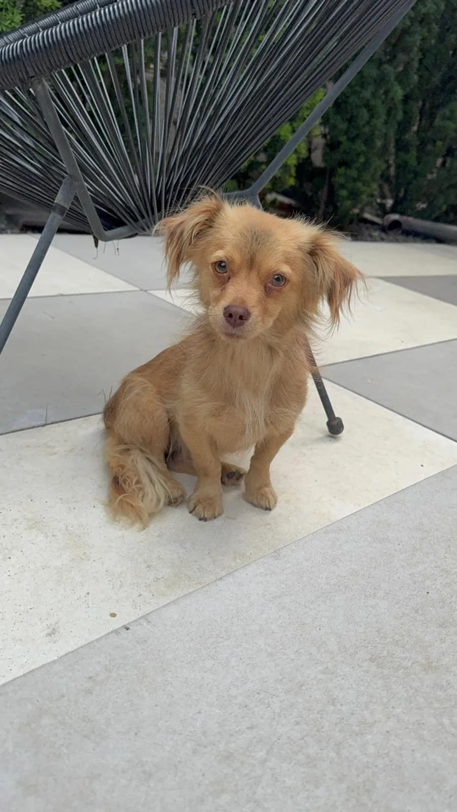 Peanut, female young Mixed Breed for adoption at Tierschutzverein Labus Family e.V.