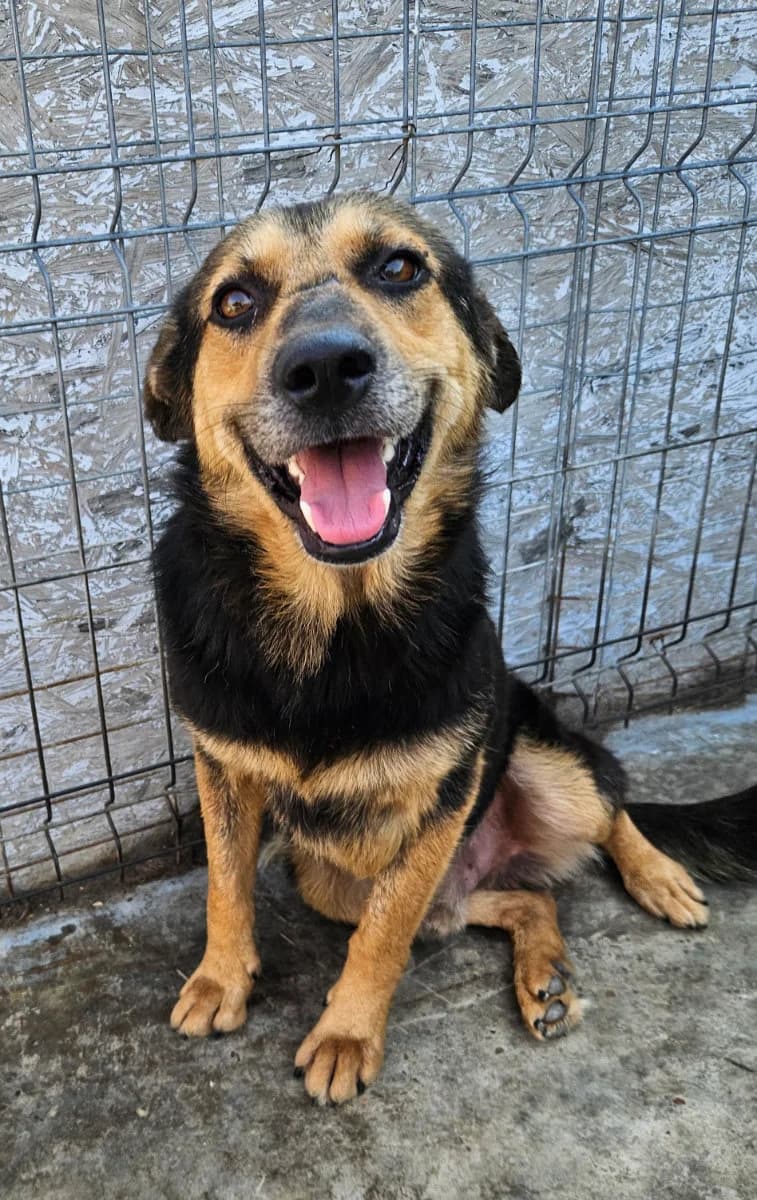 Pedro, male 4yo German Shepherd for adoption at Tierschutzverein Labus Family e.V.