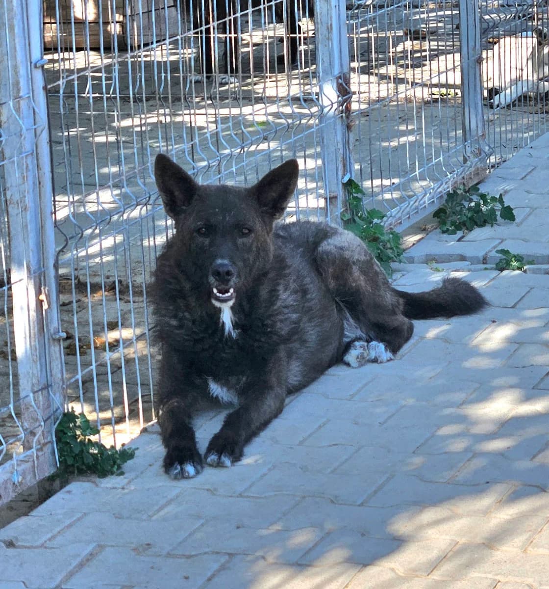 Pepe, male 4yo Mixed Breed for adoption at Tierschutzverein Labus Family e.V.
