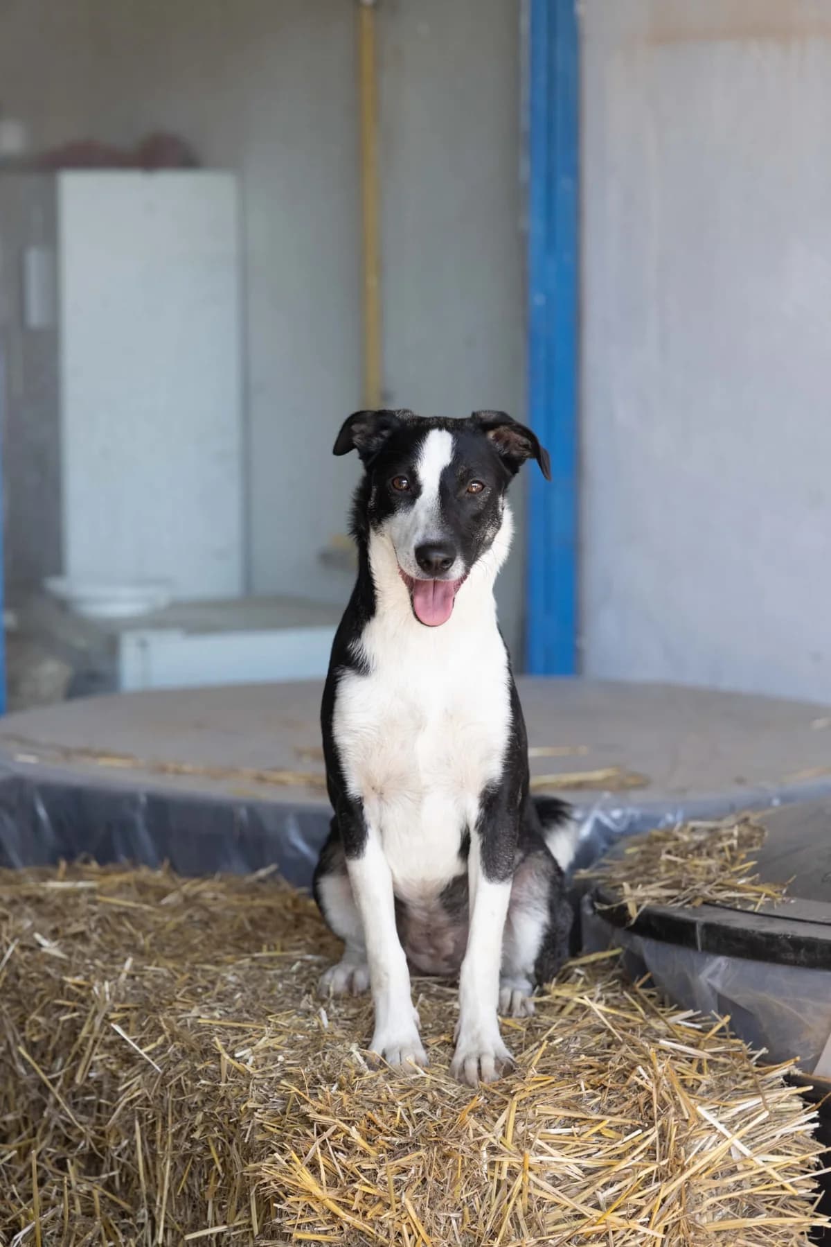 Pepper, female young Mixed Breed for adoption at Tierschutzverein Labus Family e.V.