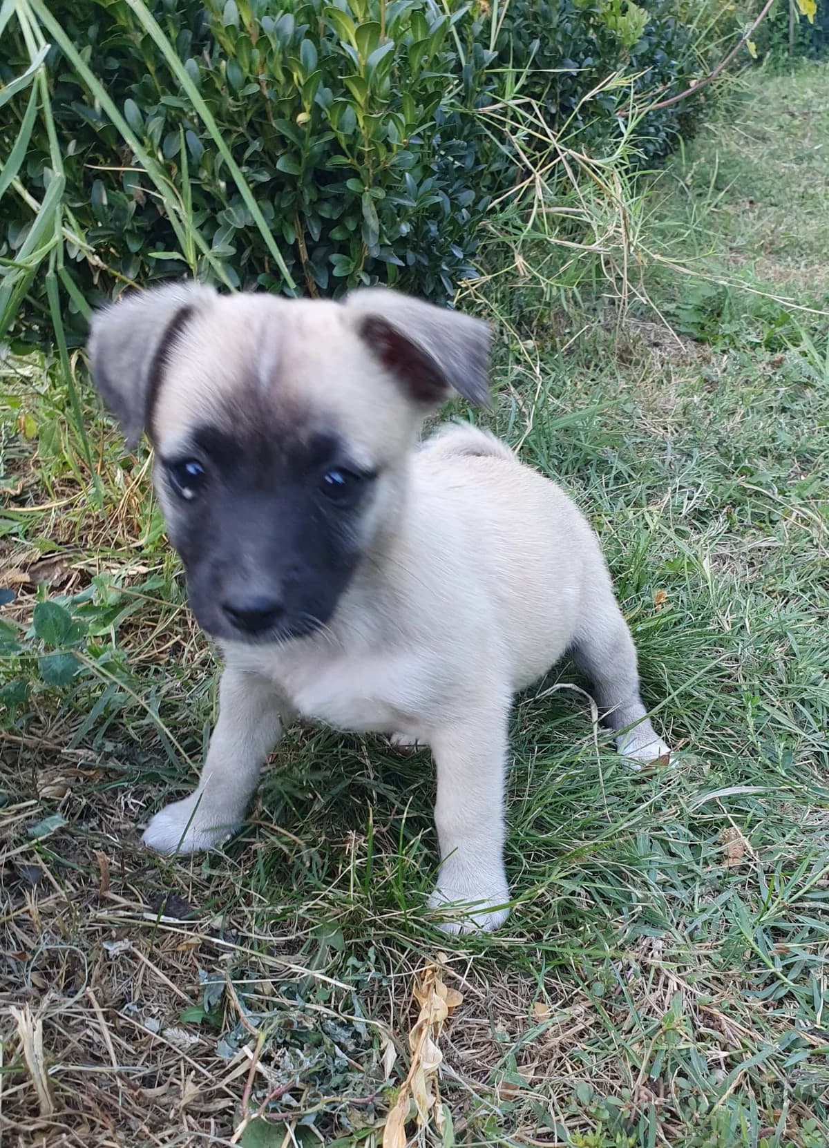 Plumette, female puppy Mixed Breed for adoption at Tierschutzverein Labus Family e.V.