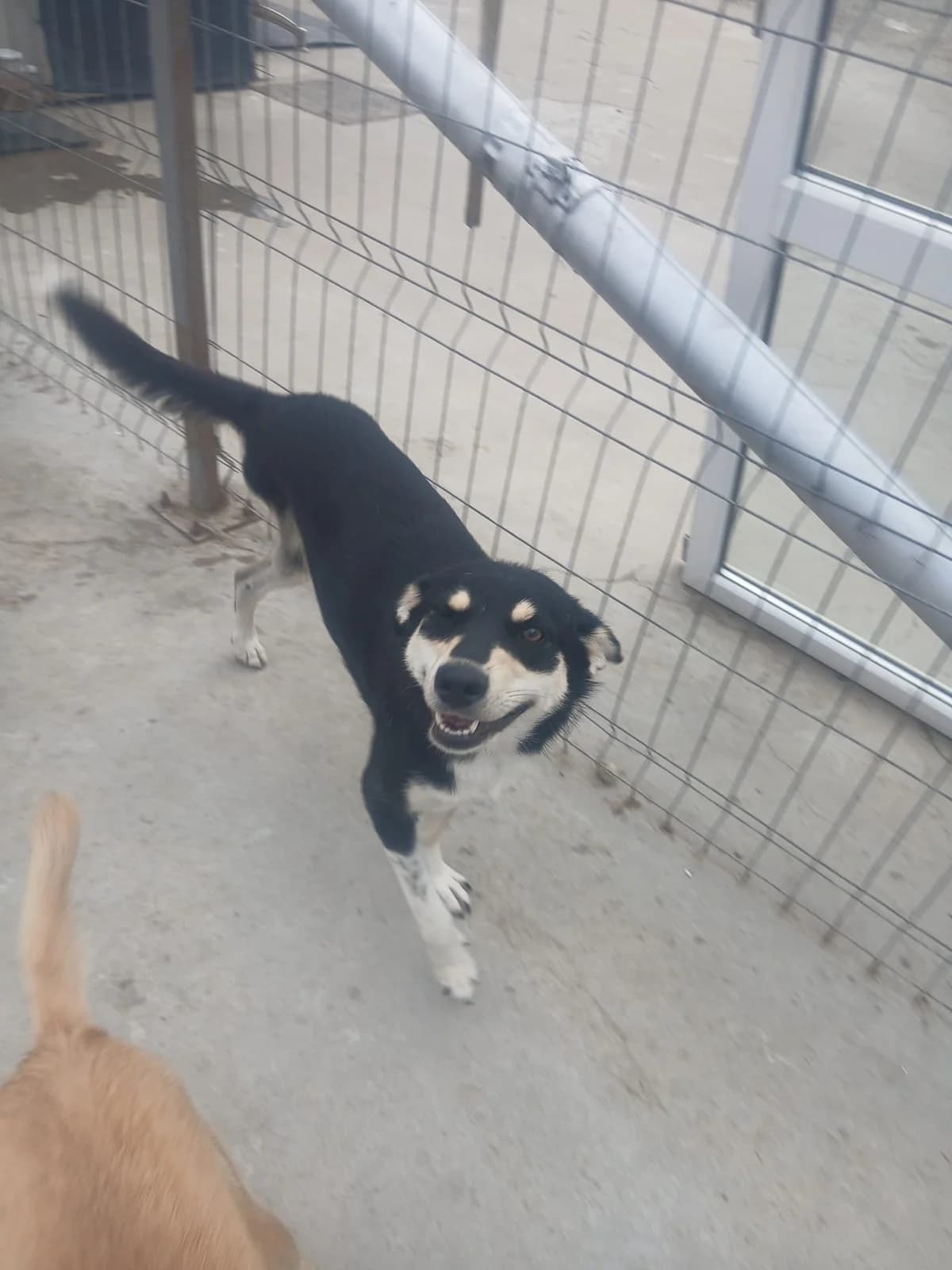 Power, female 3yo Mixed Breed for adoption at Tierschutzverein Labus Family e.V.