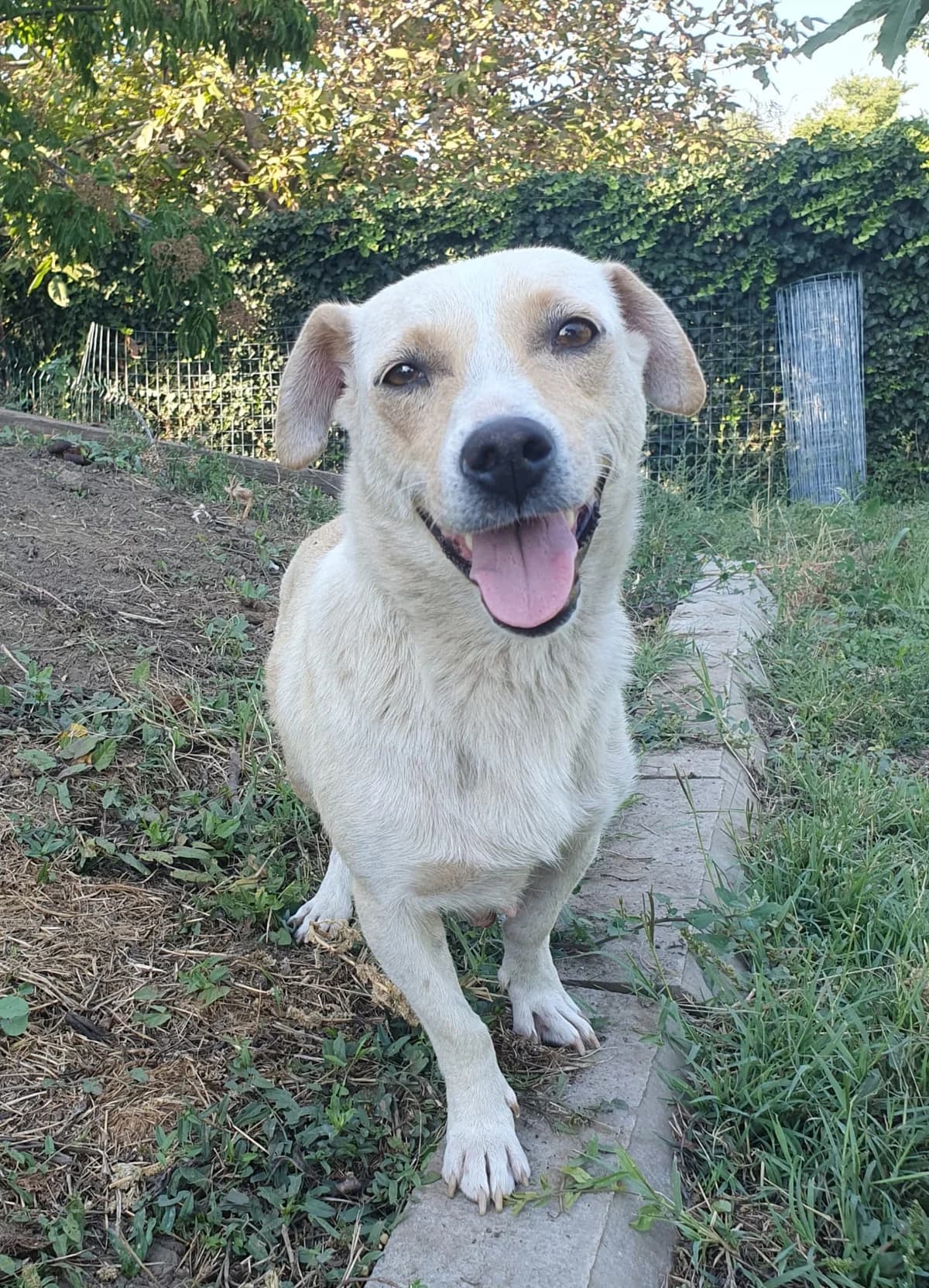 Princess, female young Mixed Breed for adoption at Tierschutzverein Labus Family e.V.
