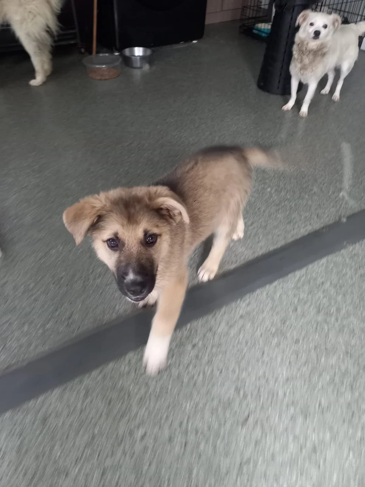 Prinzessin Kira, female puppy Mixed Breed for adoption at Tierschutzverein Labus Family e.V.
