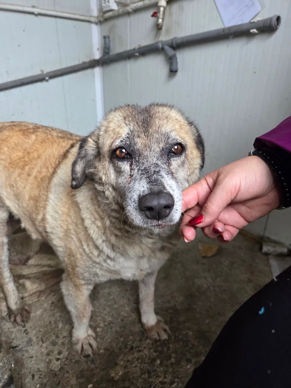 Raita, female senior Mixed Breed for adoption at Tierschutzverein Labus Family e.V.