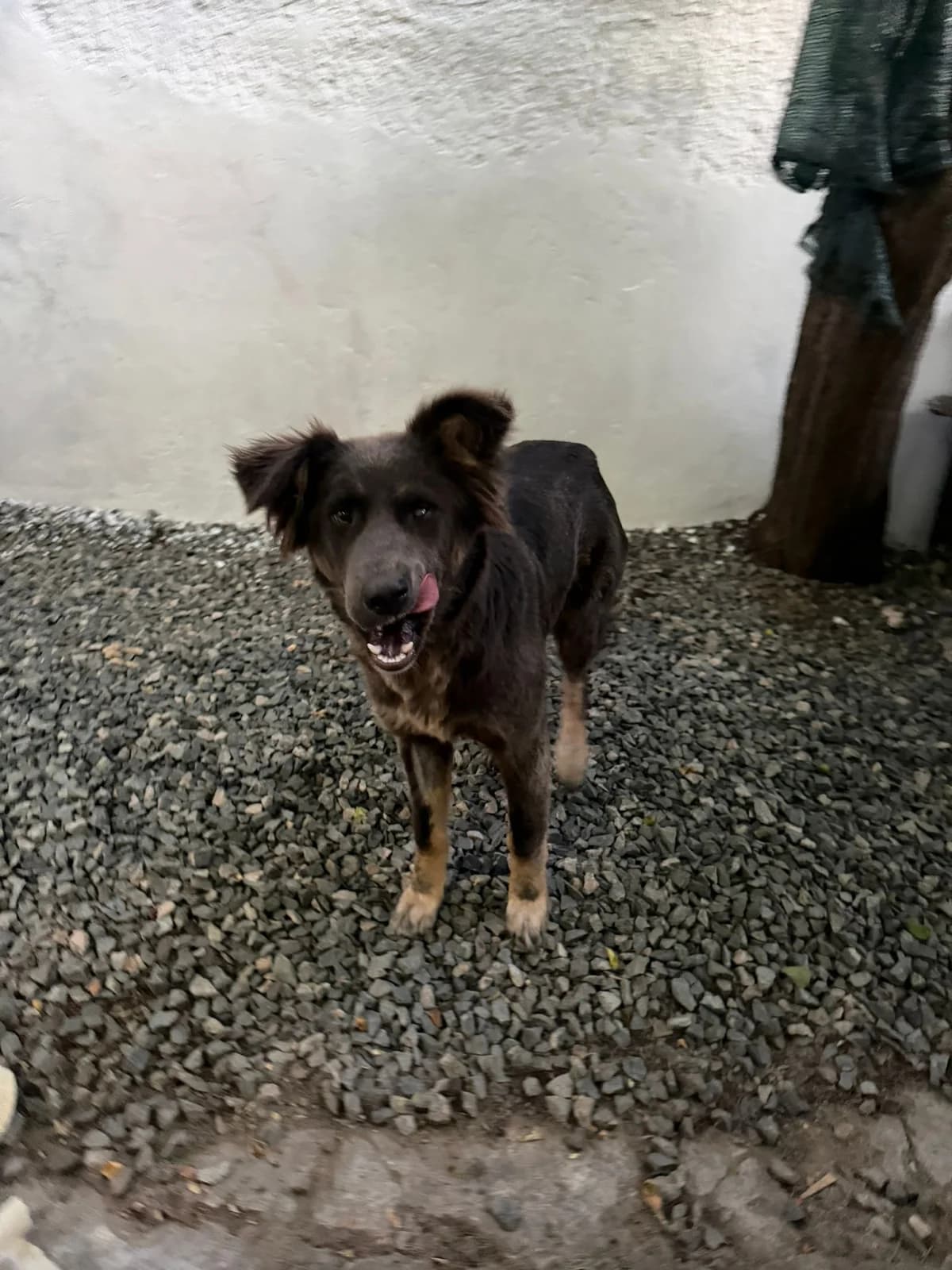 Rana, female puppy Mixed Breed for adoption at Tierschutzverein Labus Family e.V.