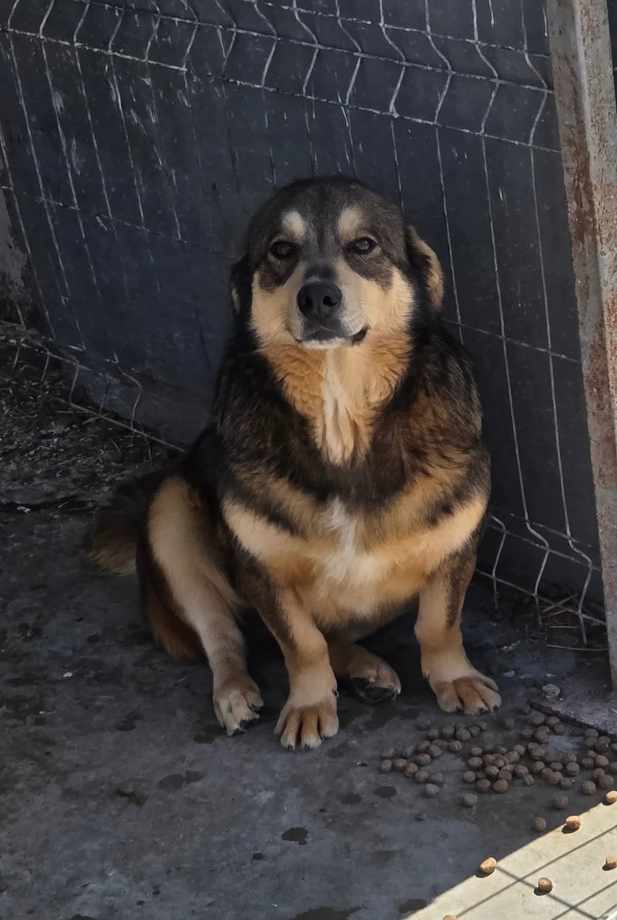 Randy, male young Mixed Breed for adoption at Tierschutzverein Labus Family e.V.