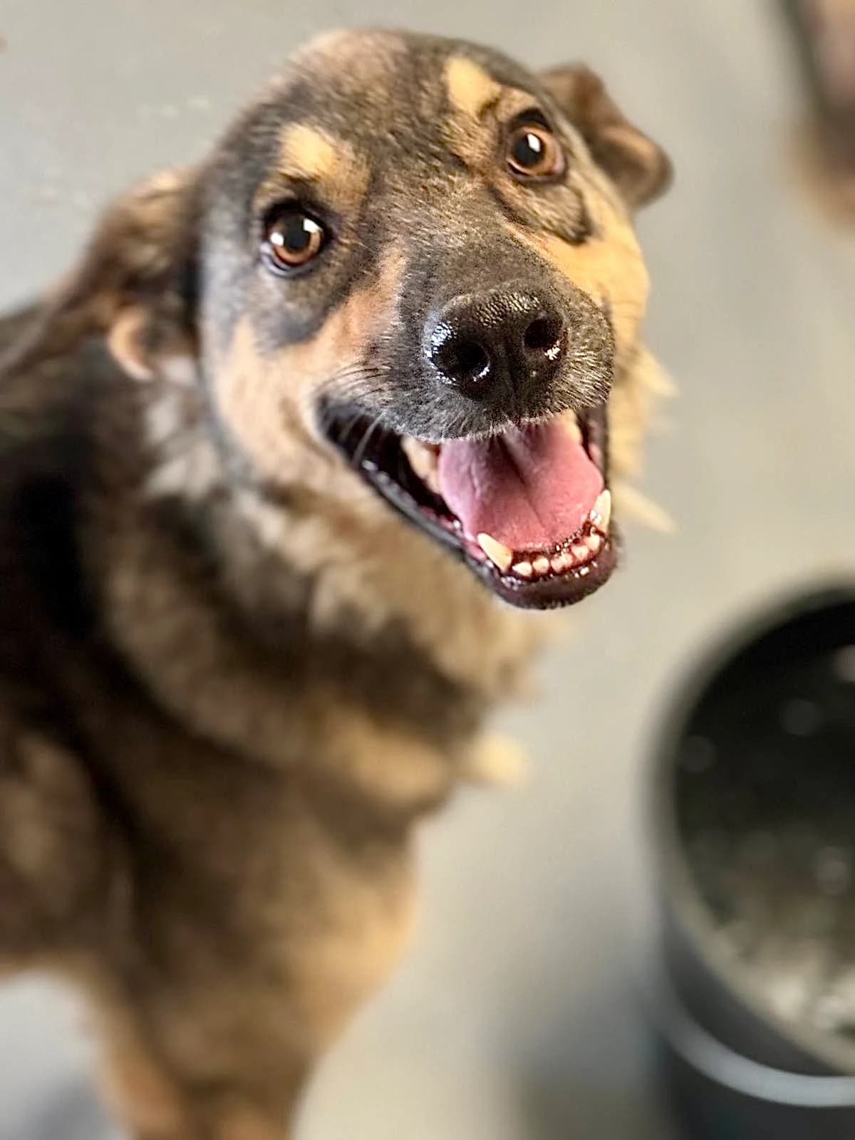 Raya, female 7yo Mixed Breed for adoption at Tierschutzverein Labus Family e.V.
