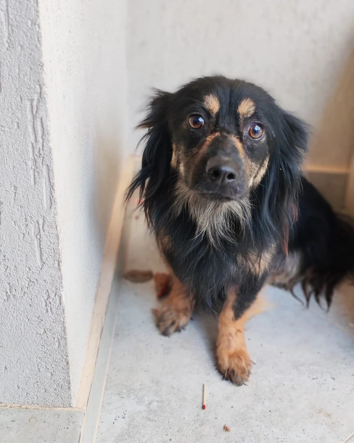 Rexy, male young Mixed Breed for adoption at Tierschutzverein Labus Family e.V.